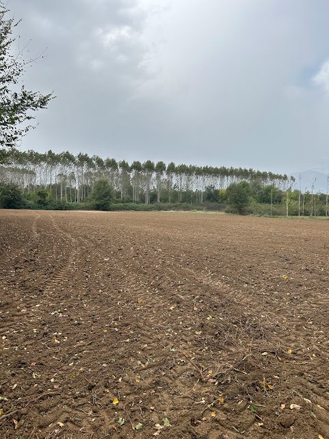 terreno agricolo in vendita a Sant'Apollinare