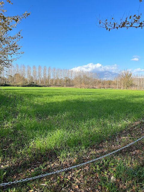 terreno agricolo in vendita a Sant'Apollinare