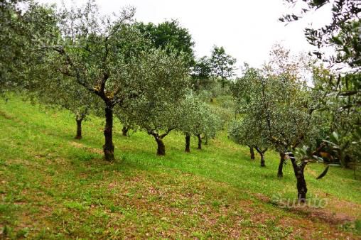 terreno agricolo in vendita a Sgurgola