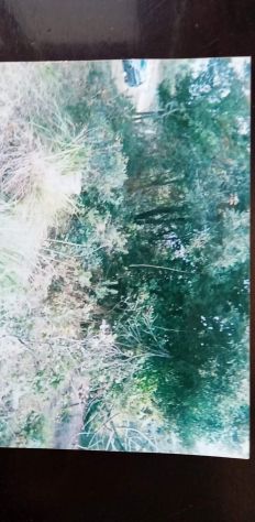 terreno agricolo in vendita a Trevi nel Lazio