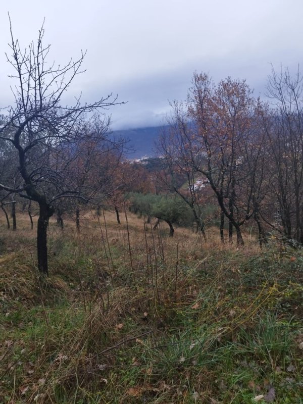 terreno agricolo in vendita a Veroli