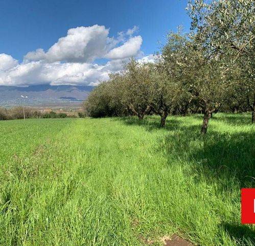 terreno agricolo in vendita ad Alvignano