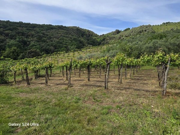 terreno agricolo in vendita ad Alvignano in zona San Nicola