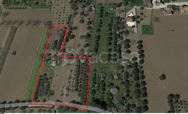 terreno agricolo in vendita a Bellona