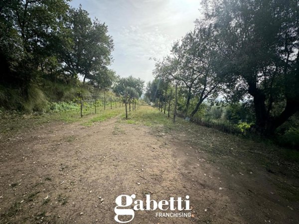 terreno agricolo in vendita a Bellona