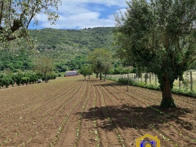 terreno agricolo in vendita a Bellona