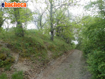 terreno agricolo in vendita a Caianello