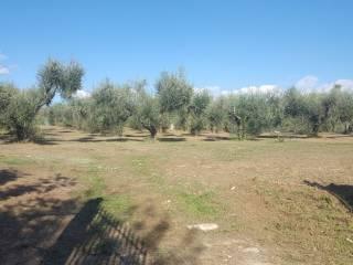 terreno agricolo in vendita a Caianello in zona Montano
