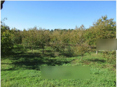 terreno agricolo in vendita a Caianello