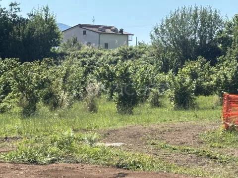 terreno agricolo in vendita a Caianello in zona Montano