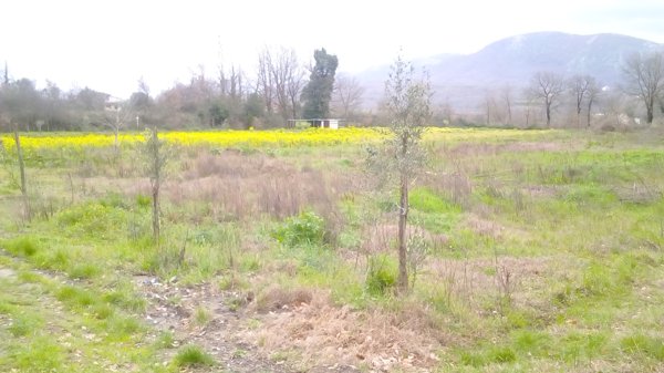 terreno agricolo in vendita a Caiazzo in zona Cesarano