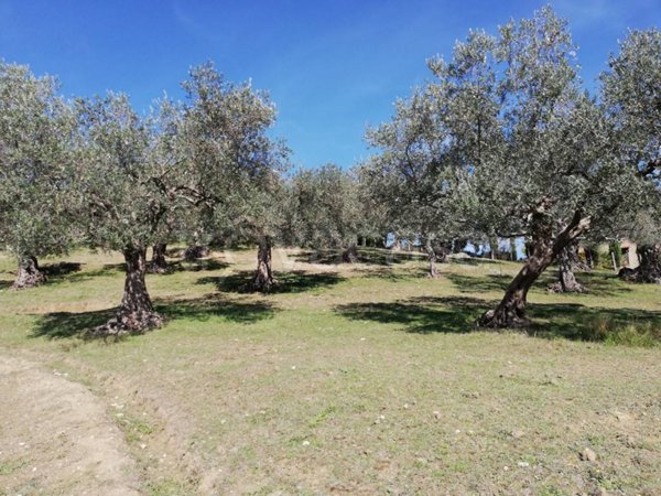 terreno agricolo in vendita a Caiazzo