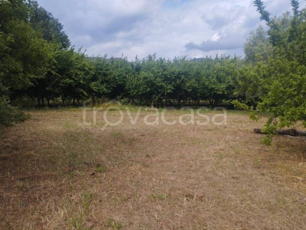 terreno agricolo in vendita a Calvi Risorta