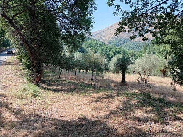terreno agricolo in vendita a Calvi Risorta