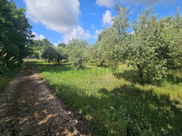 terreno agricolo in vendita a Calvi Risorta in zona Visciano