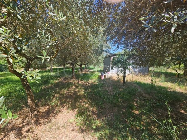 terreno agricolo in vendita a Calvi Risorta in zona Petrulo