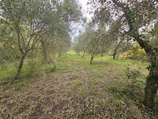 terreno agricolo in vendita a Camigliano