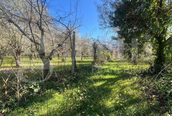 terreno agricolo in vendita a Camigliano in zona Falchi