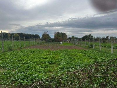 terreno agricolo in vendita a Capodrise