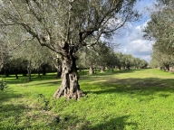 terreno agricolo in vendita a Capua in zona Sant'Angelo in Formis