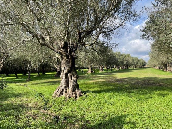 terreno agricolo in vendita a Capua in zona Sant'Angelo in Formis