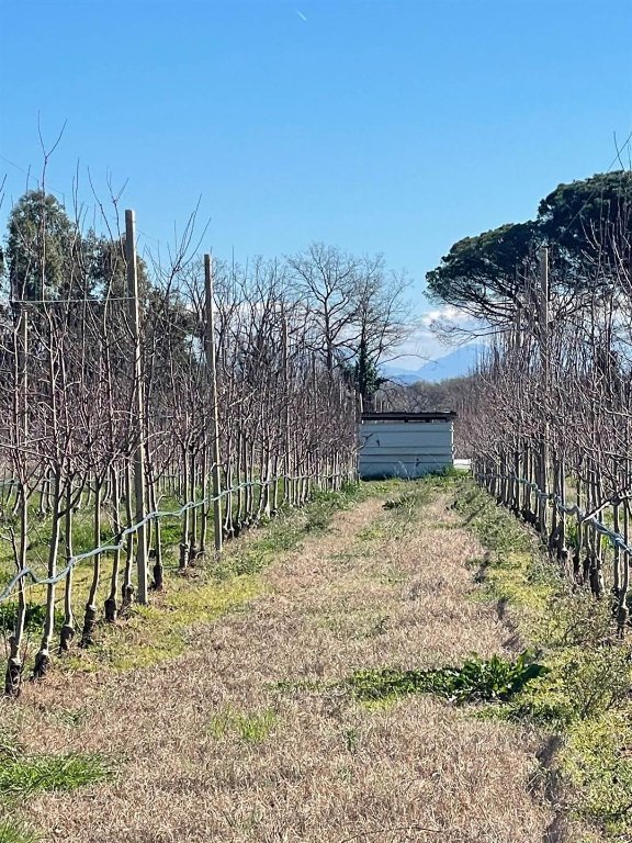 terreno agricolo in vendita a Carinola