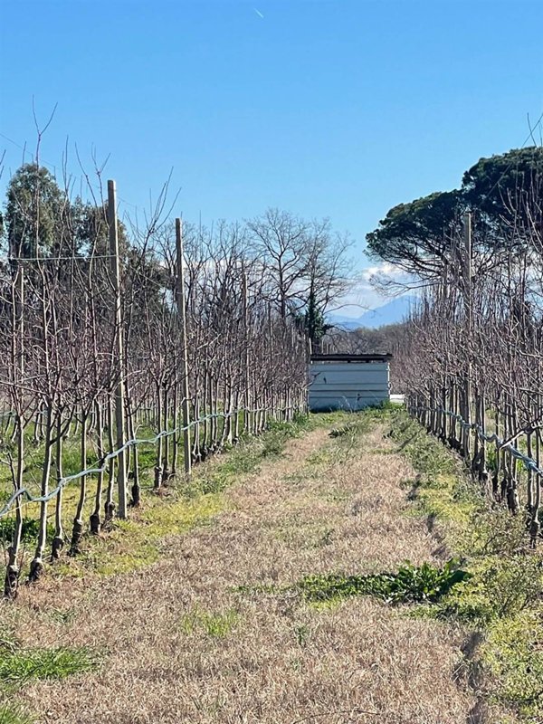 terreno agricolo in vendita a Carinola