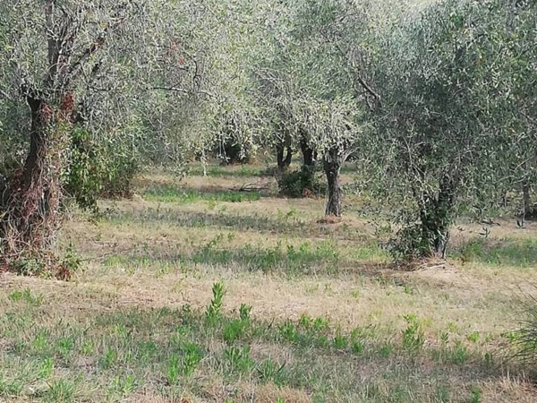 terreno agricolo in vendita a Carinola