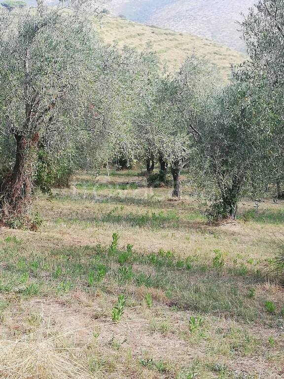 terreno agricolo in vendita a Carinola
