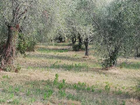 terreno agricolo in vendita a Carinola