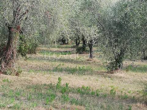 terreno agricolo in vendita a Carinola