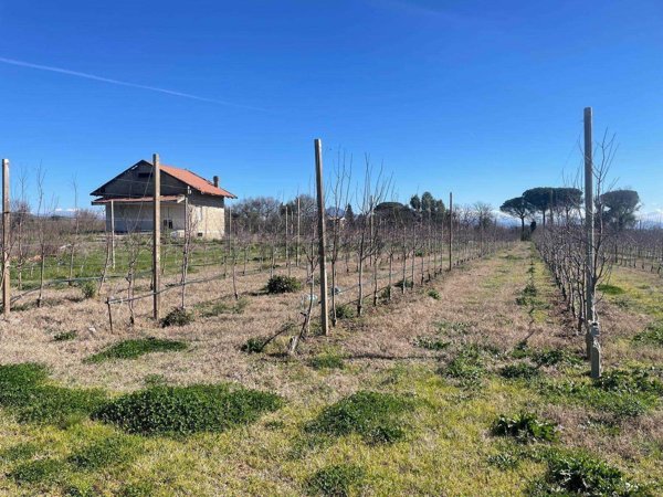 terreno agricolo in vendita a Carinola in zona Santa Croce
