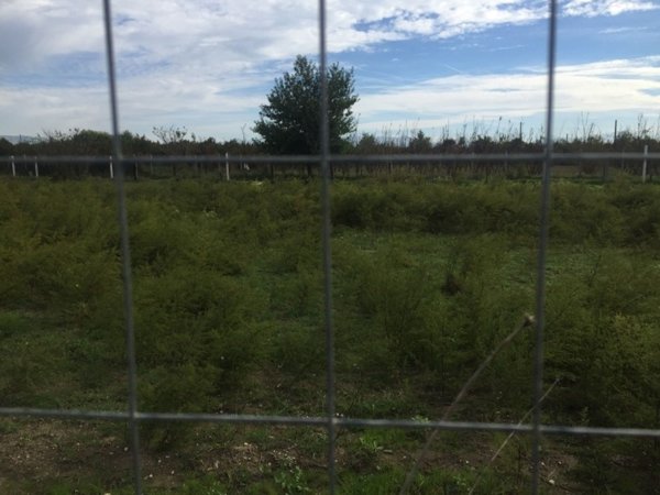 terreno agricolo in vendita a Casaluce
