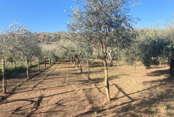 terreno agricolo in vendita a Caserta in zona Casola