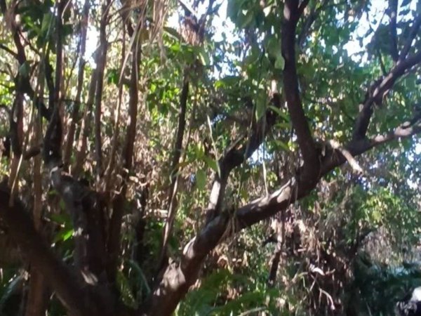 casa indipendente in vendita a Caserta in zona San Leucio