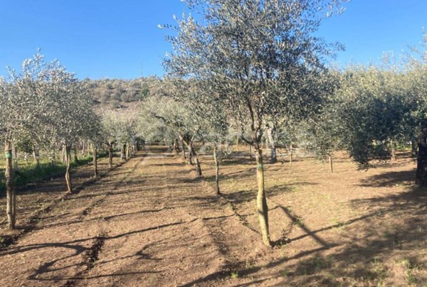 terreno agricolo in vendita a Caserta in zona Garzano