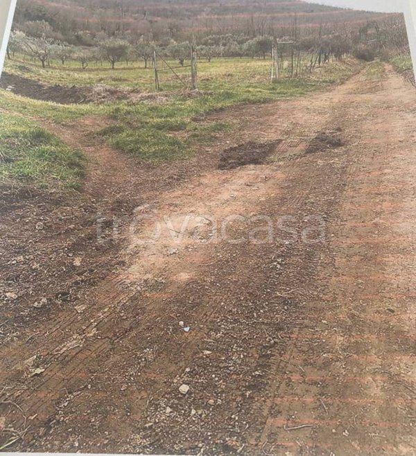 terreno agricolo in vendita a Castel Morrone