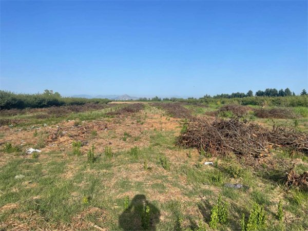 terreno agricolo in vendita a Francolise in zona Sant'Andrea del Pizzone