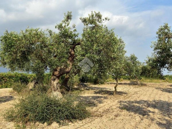terreno agricolo in vendita a Galluccio in zona Calabritto