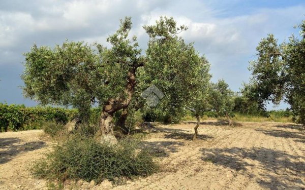 terreno agricolo in vendita a Galluccio in zona Calabritto