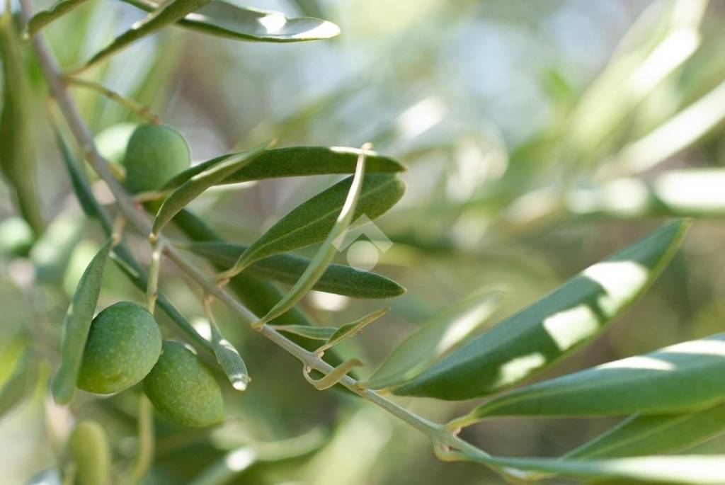 terreno agricolo in vendita a Galluccio in zona Calabritto