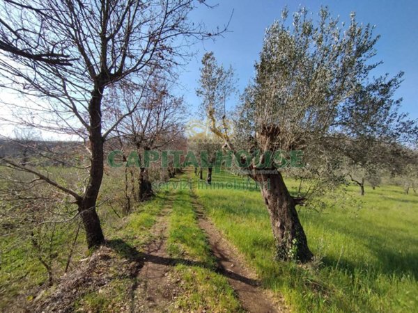 terreno agricolo in vendita a Giano Vetusto