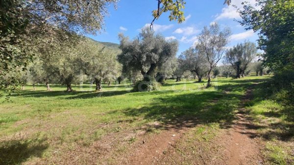 terreno agricolo in vendita a Giano Vetusto