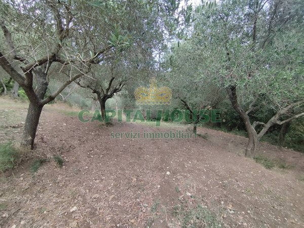 terreno agricolo in vendita a Giano Vetusto