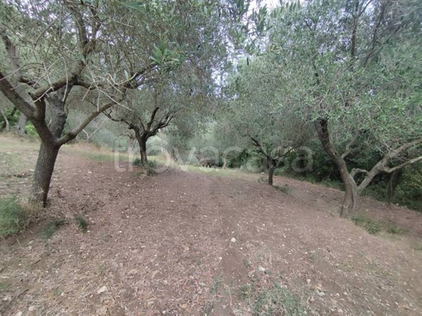 terreno agricolo in vendita a Giano Vetusto