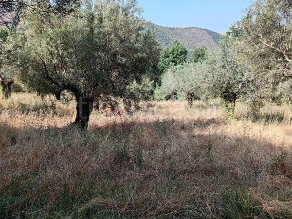 terreno agricolo in vendita a Giano Vetusto