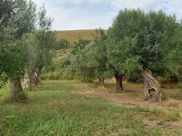 terreno agricolo in vendita a Giano Vetusto