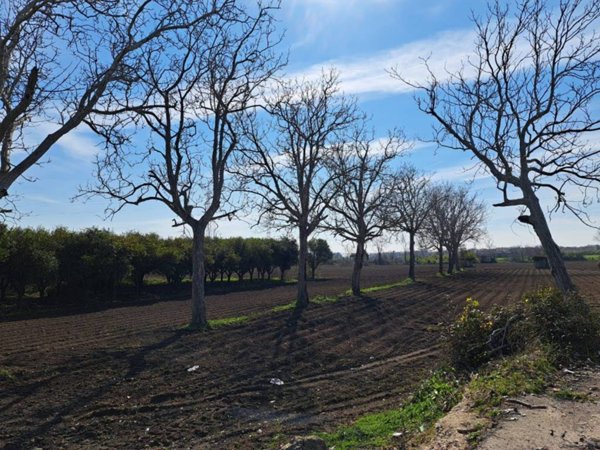 terreno agricolo in vendita a Maddaloni