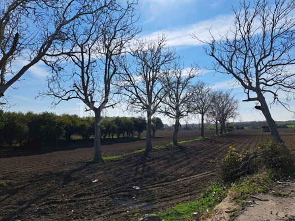 terreno agricolo in vendita a Maddaloni
