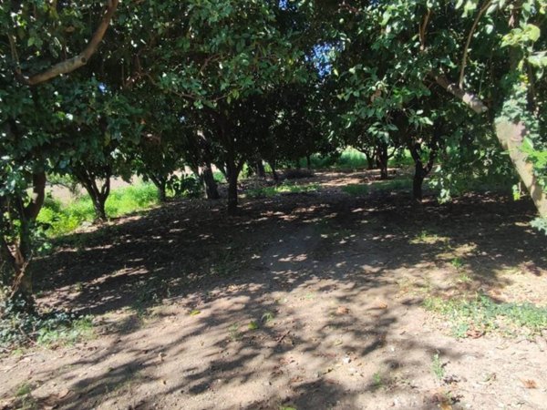 terreno agricolo in vendita a Maddaloni